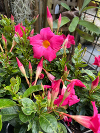 Dipladenia