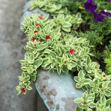 Baby Sun Rose