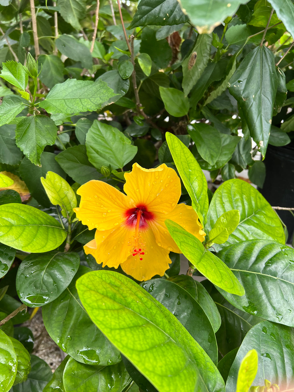 Hibiscus