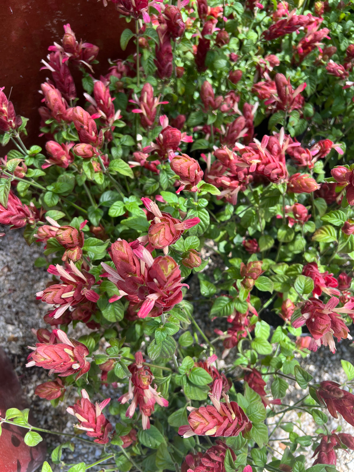 potted shrimp plant Shrimp Plant – The Banyan Tree Garden & Boutique
