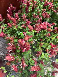 Shrimp Plant