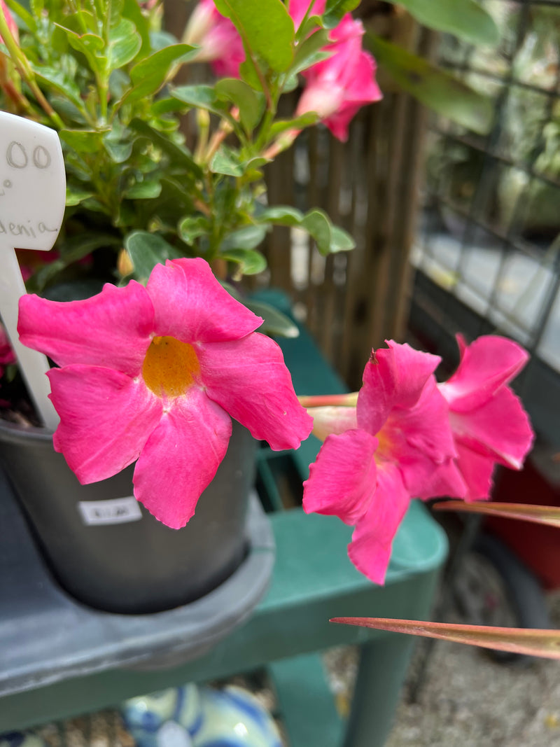 Dipladenia