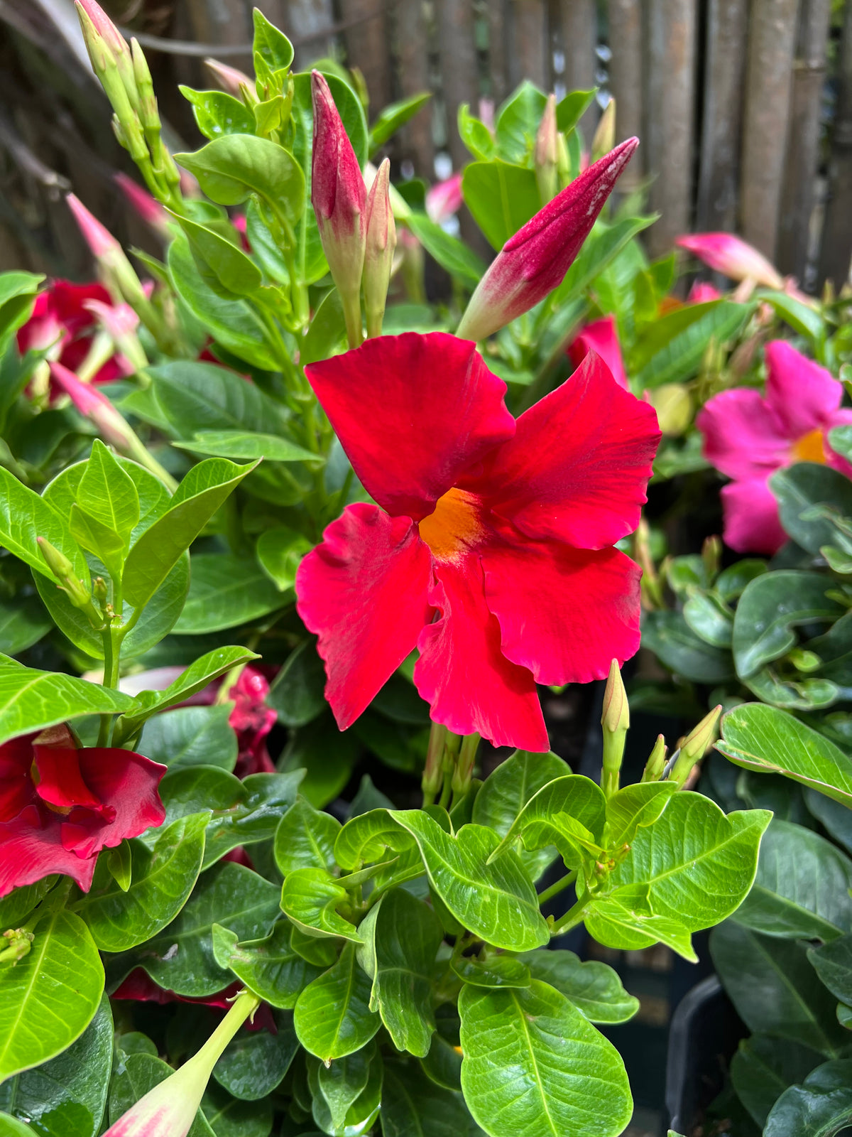 Dipladenia