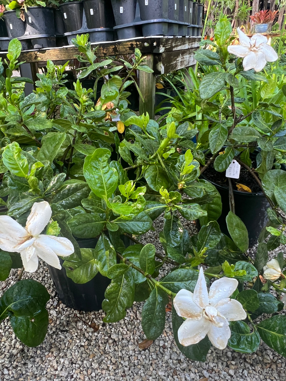 Tahitian Gardenia