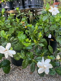 Tahitian Gardenia