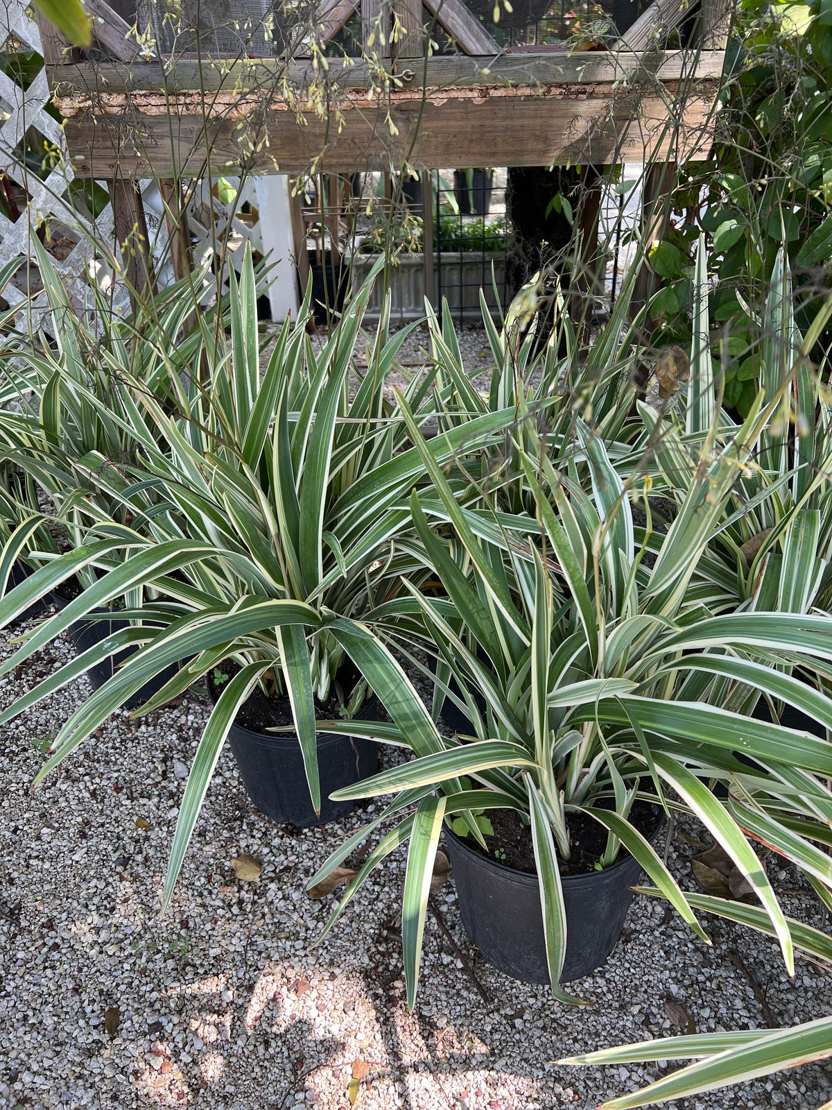 Dianella Plant