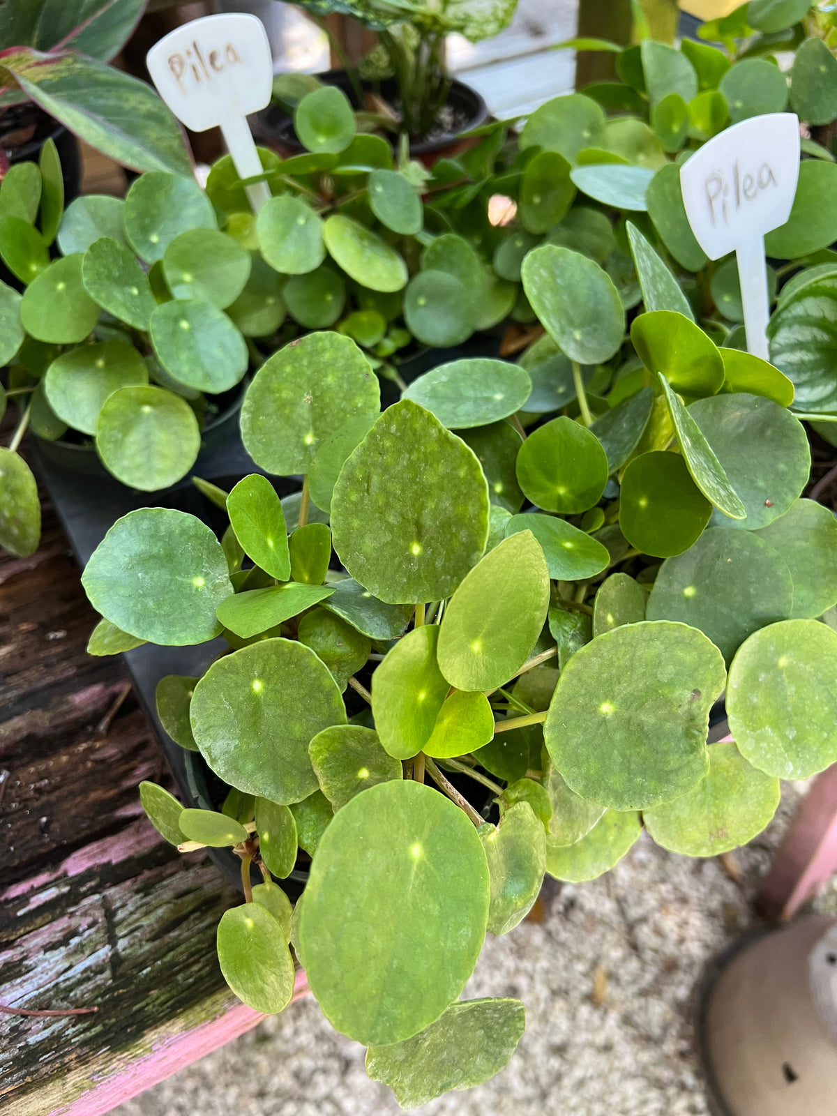 Pilea