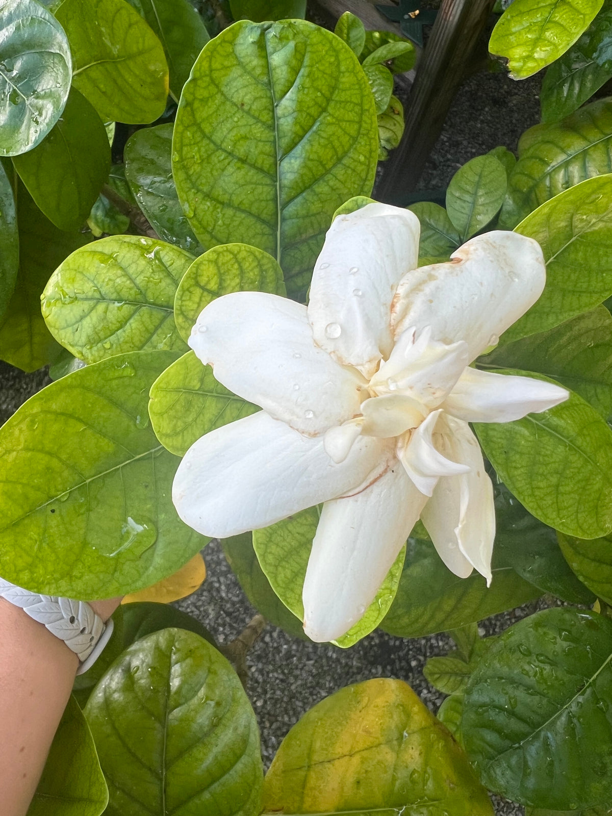Tahitian Gardenia
