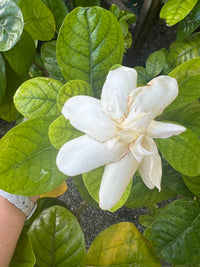 Tahitian Gardenia