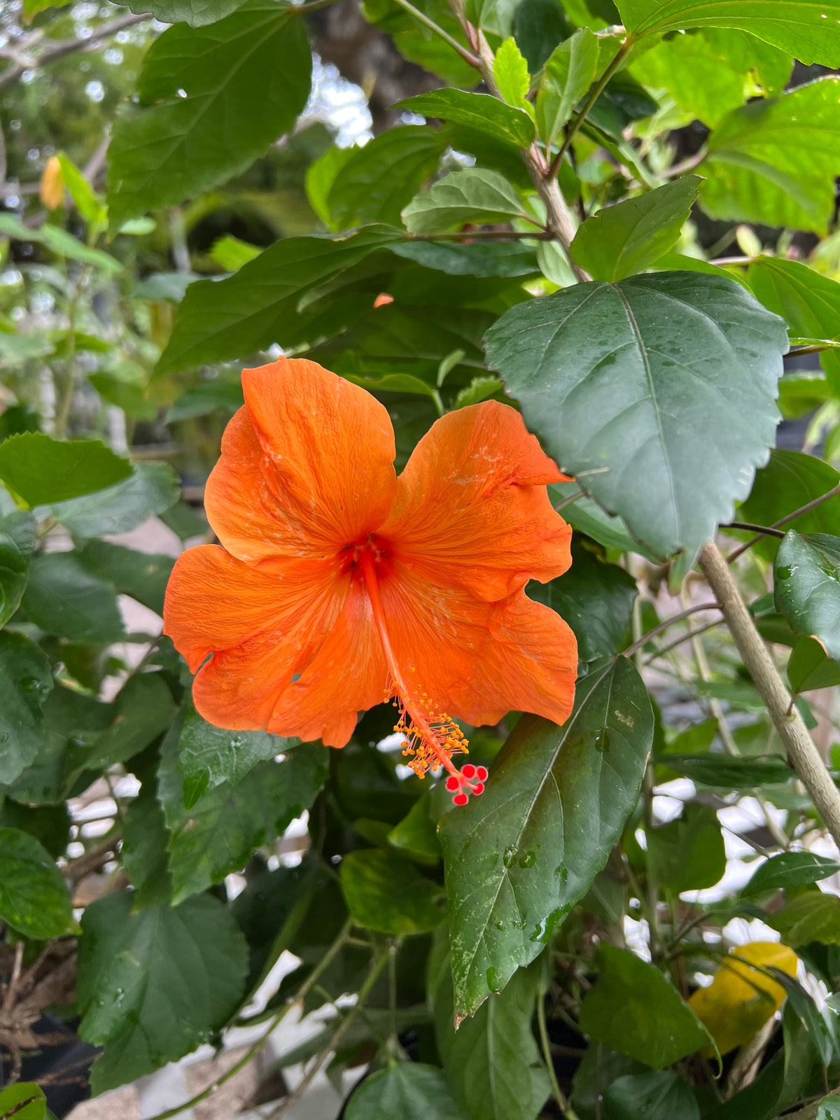 Hibiscus