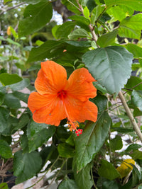 Hibiscus