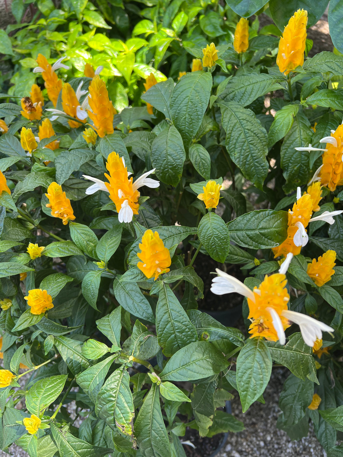 golden shrimp plant seeds Shrimp Plant – The Banyan Tree Garden & Boutique