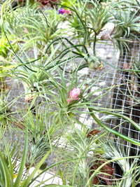 air plants orlando fl Air Plants – The Banyan Tree Garden & Boutique