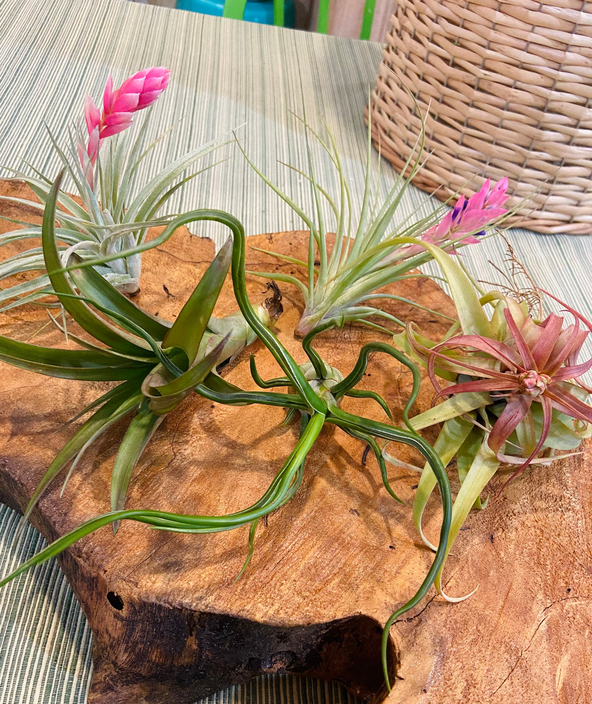 florida air plants for sale Air Plants