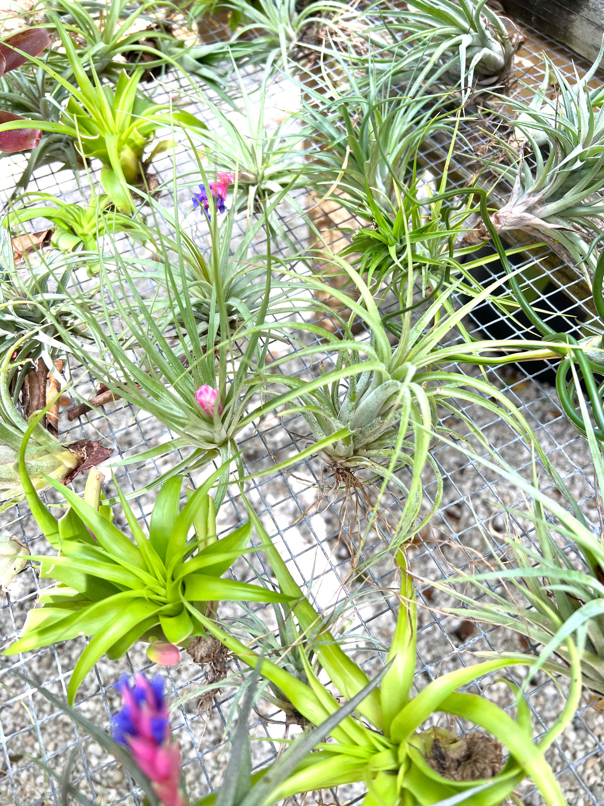 where to buy air plants in florida Air Plants – The Banyan Tree Garden & Boutique