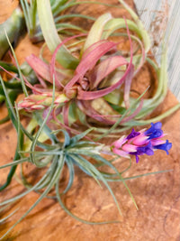 air plants near me Air Plants – The Banyan Tree Garden & Boutique