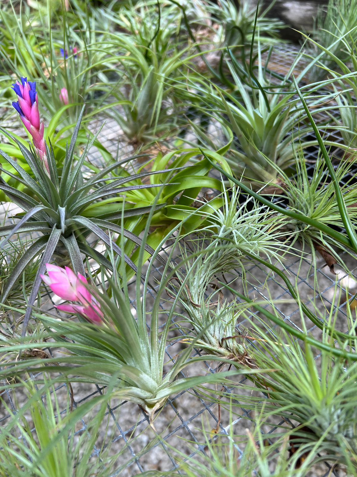 air plant near me Air Plants