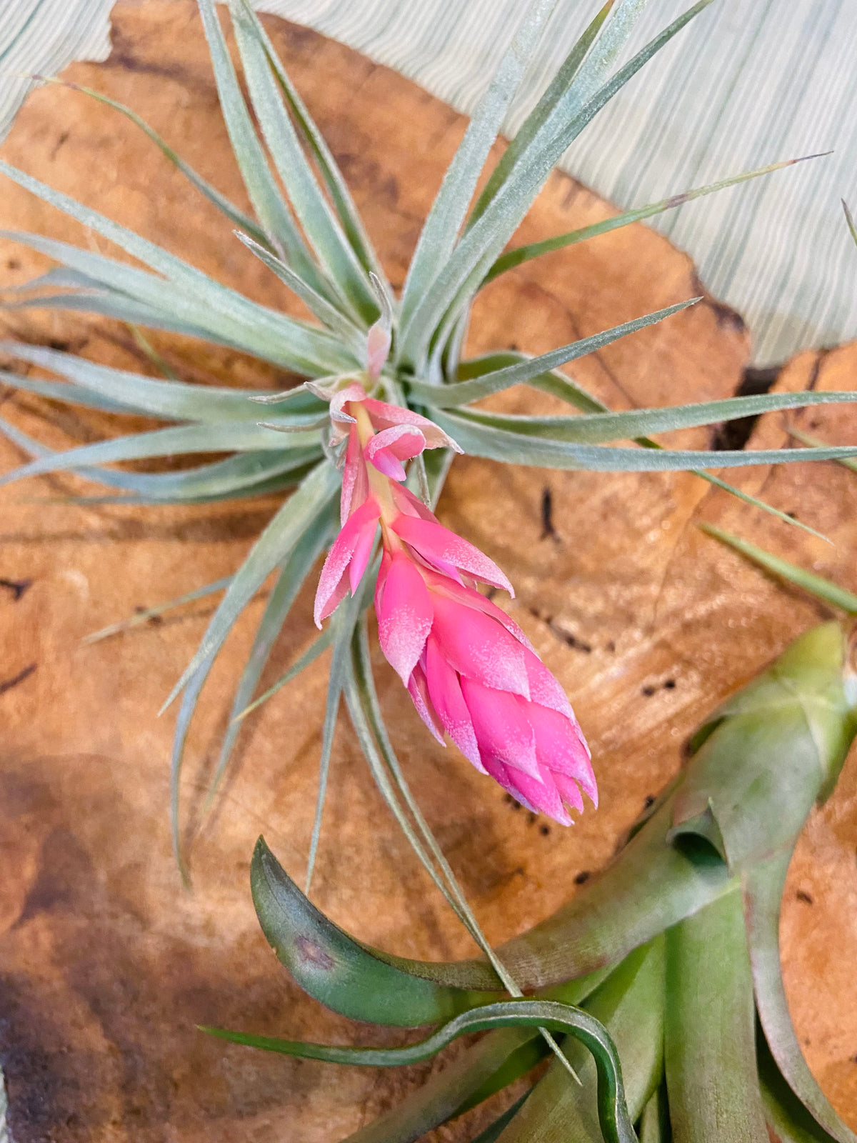 air plants orlando fl Air Plants – The Banyan Tree Garden & Boutique