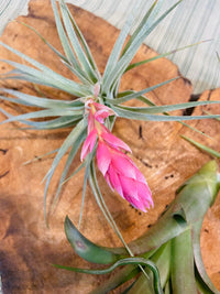 air plants for sale florida Air Plants – The Banyan Tree Garden & Boutique